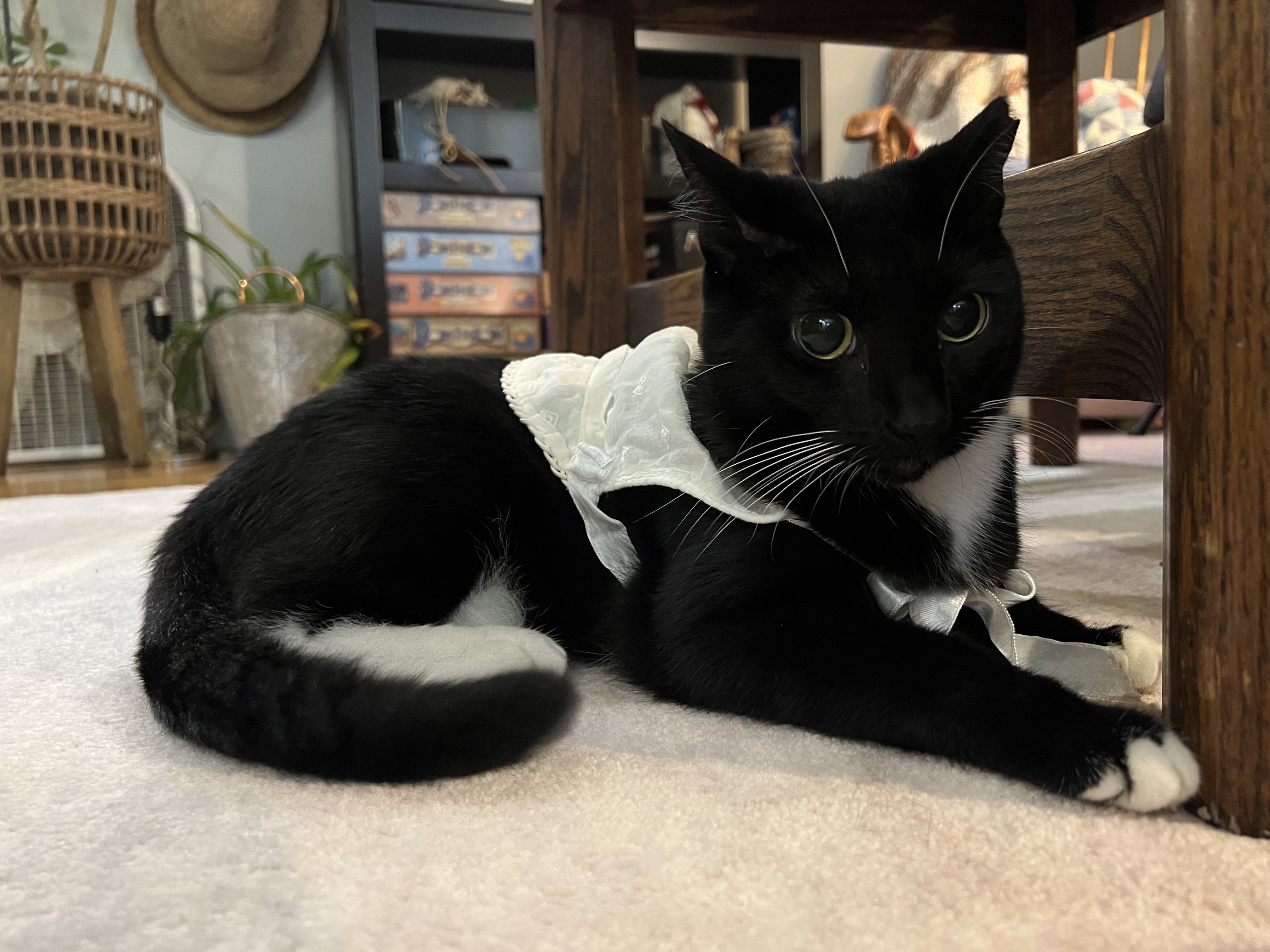 Lucky the tuxedo cat in a lace collar