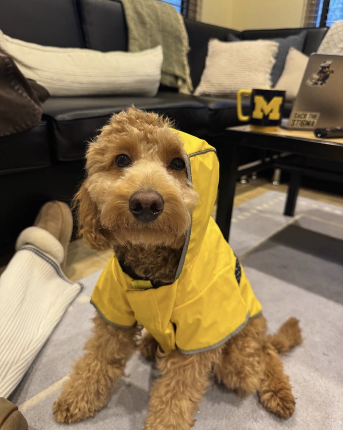 Milo the dog